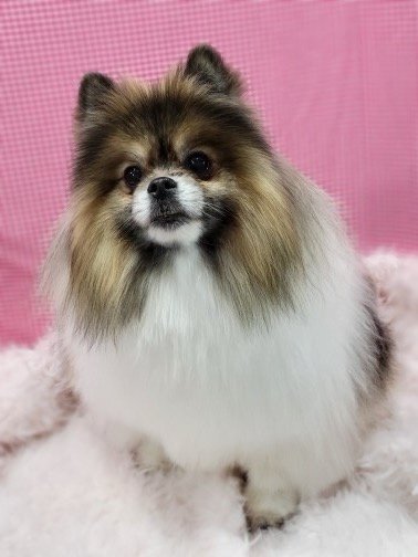 Pomeranian with fluffy two-tone coat freshly groomed by Asgard